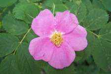 Wild rose / Eglantier N°37 Fleur de bach pour chien