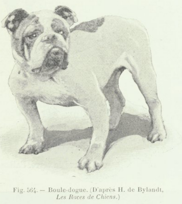 Le bouledogue (anglais) également appelé bulldog