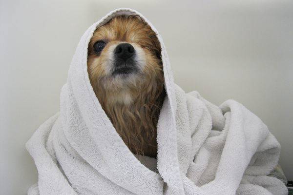 Un bon bain pour désodoriser son chien