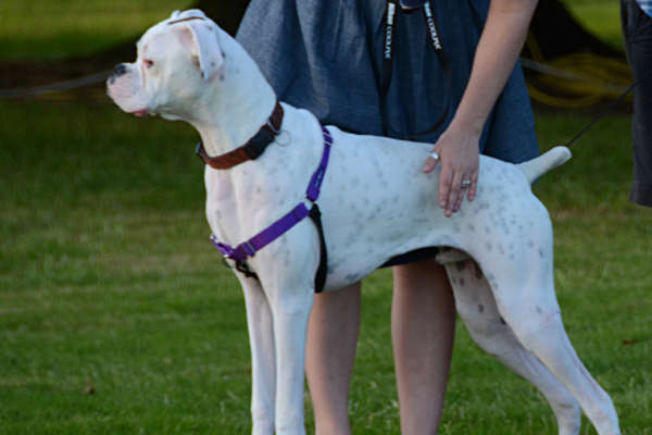 Dressage chien : comment dresser son chien facilement Dressage chien : comment dresser son chien facilement