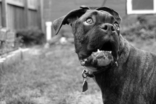 Mon chien fugue: la prévention Mon chien fugue: la prévention