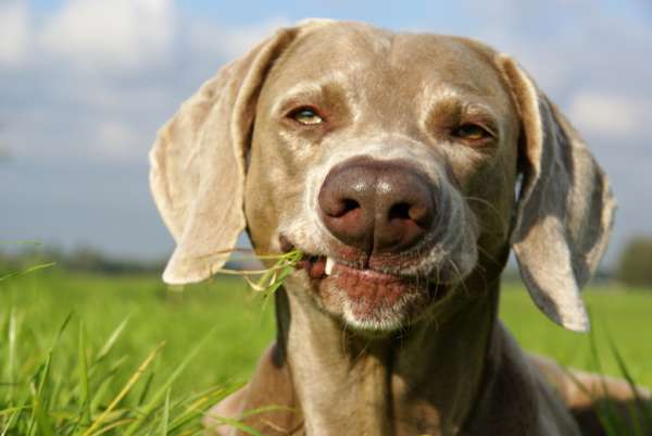 chien qui se nourris avec de l'herbe