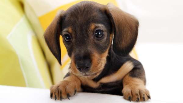 La parvovirose chez le chien La parvovirose chez le chien