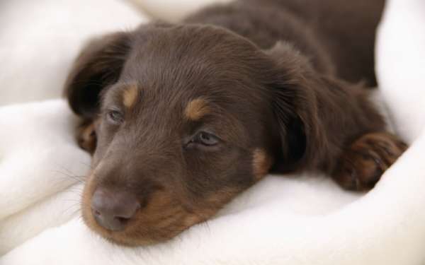 Faut-il mettre le nez du chiot dans son pipi? Faut-il mettre le nez du chiot dans son pipi?