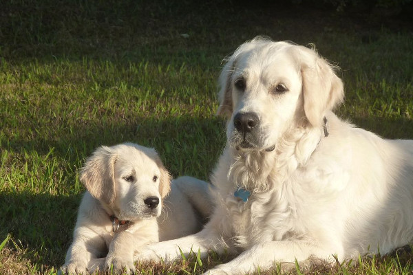 Dressage chien : comment dresser son chien facilement Dressage chien : comment dresser son chien facilement
