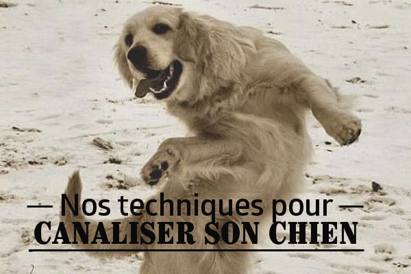Dressage chien : comment dresser son chien facilement Dressage chien : comment dresser son chien facilement