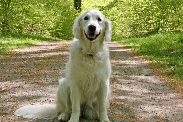 Dresser son chien : les ordres secondaires Dresser son chien : les ordres secondaires