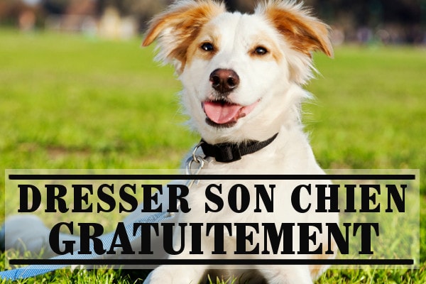 Dressage chien : comment dresser son chien facilement Dressage chien : comment dresser son chien facilement