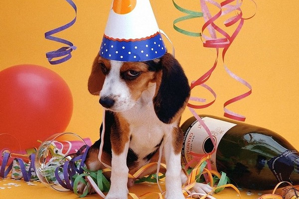 Gérer l'événementiel des chiens