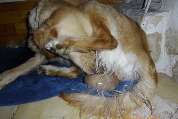 La mise bas chez la chienne La mise bas chez la chienne