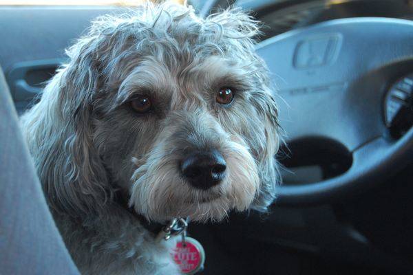 Mon chien aboie en voiture Mon chien aboie en voiture