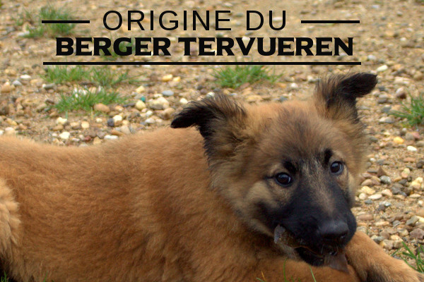 Illustration de l\'origine du-Berger belge tervueren