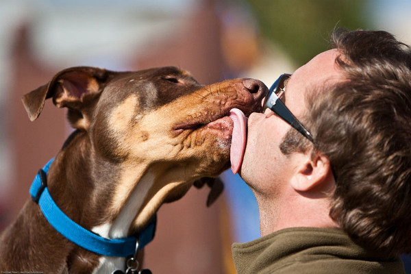 chien lèche son maitre