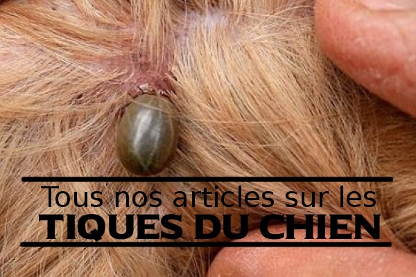 La méthode effective selon laugmentation du membre