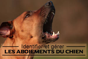 Comprendre l'aboiement de chien - Dossier complet