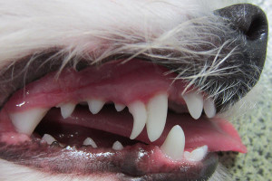 Evolution et soin des dents au quotidien