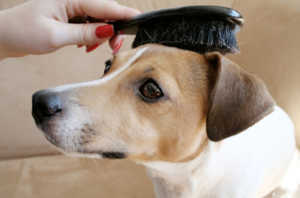 Les poils du chien - Dossier complet