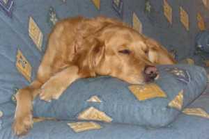 Astuce pour enlever les poils de chien