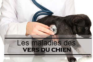 Les maladies transmises par les vers du chien