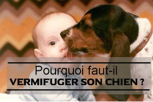 Pourquoi faut-il vermifuger son chien ?