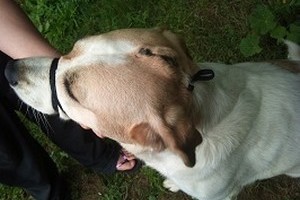 comment soigner un chien qui c'est fait mordre