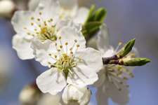 Cherry Plum / Prunus N° 6 Fleur de bach pour chien