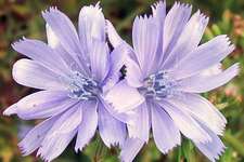 Chicory / Chicorée N° 8 Fleur de bach pour chien