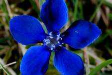 Gentian / Orme N° 12 Fleur de bach pour chien