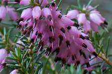 Heather / Fausse Bruyère N° 14 Fleur de bach pour chien