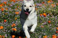 Rescue Fleur de bach pour chien