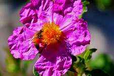 Rock Rose / Hélianthème N° 26 Fleur de bach pour chien