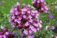 Vervain / Verveine N° 31 Fleur de bach pour chien