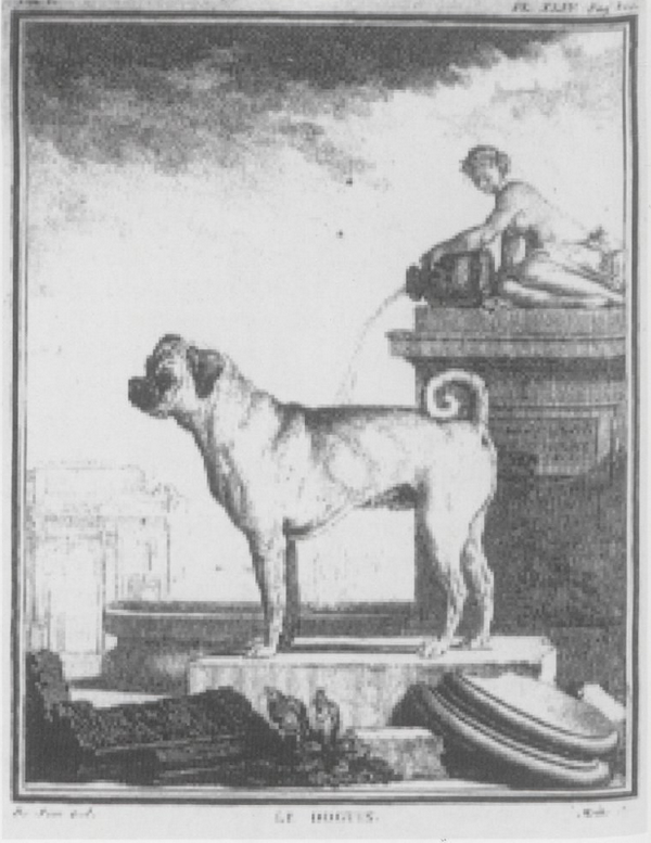 Le doguin, ancêtre du bulldog et du bouledogue français