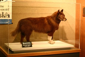 Balto empaillé