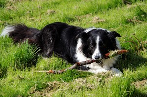 border collie grignottant un bâton