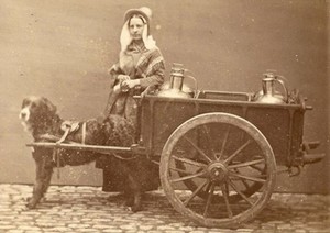 Bouvier Bernois et sa charrette