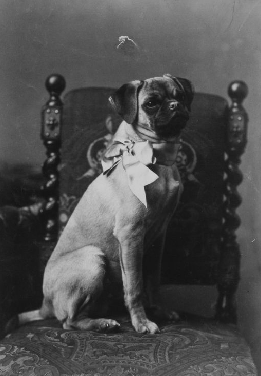 Photographie d'un carlin de la reine Victoria