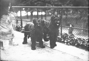 Exposition canine de Briard en 1912