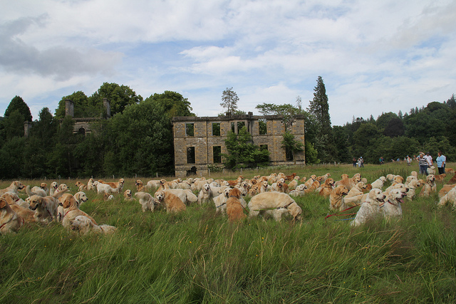 222 goldens reunis pour célébré Guisachan house