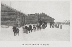 Le husky devient populaire en Alaska
