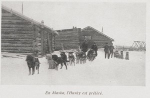 Le husky devient populaire en Alaska