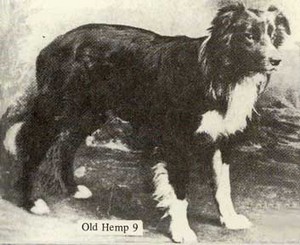 photo de old hemp