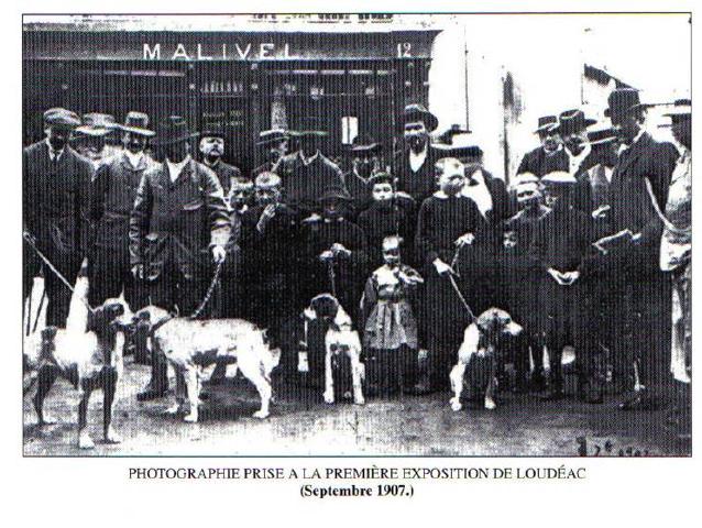 Premiere exposition du club de l'épagneul Breton du Loudeac