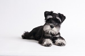 Le schnauzer miniature