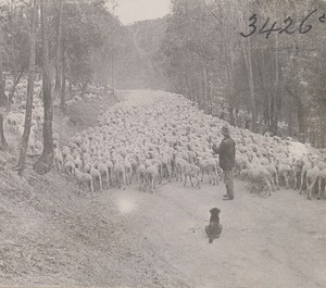 Troupeau de mouton mérinos et son berger