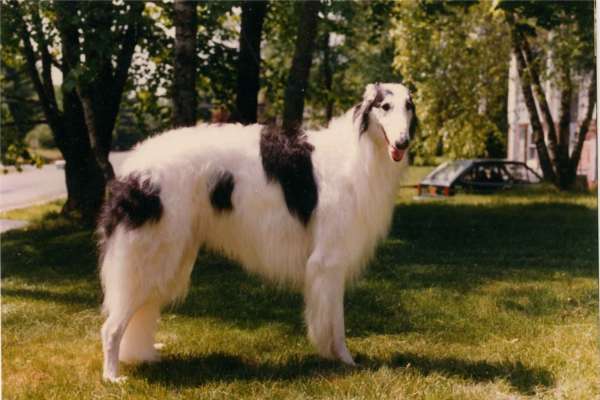 Le Barzoi