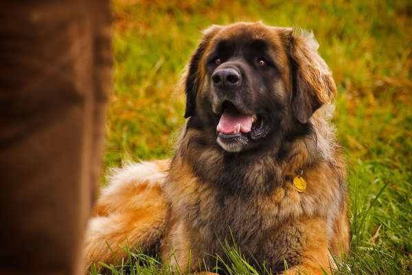 Le chien de Leonberg