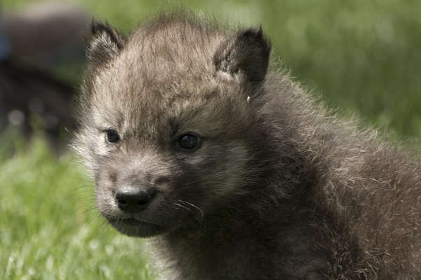 Photo de chiot