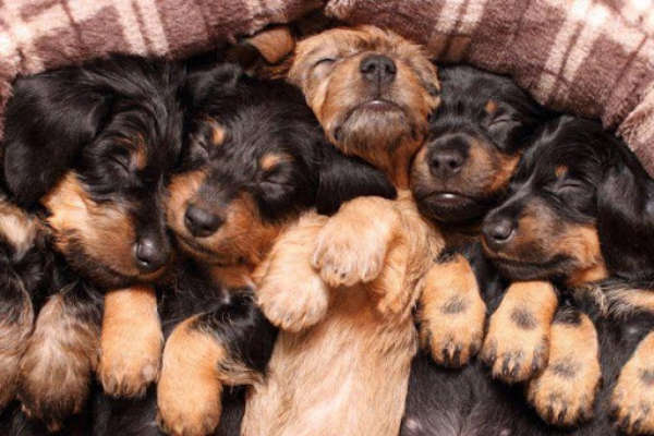 Photo de chiot