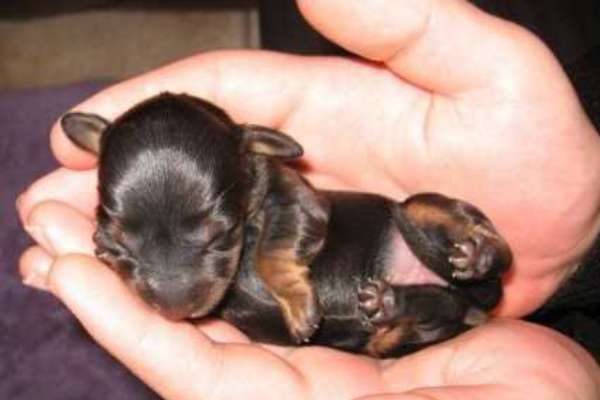Photo de chiot